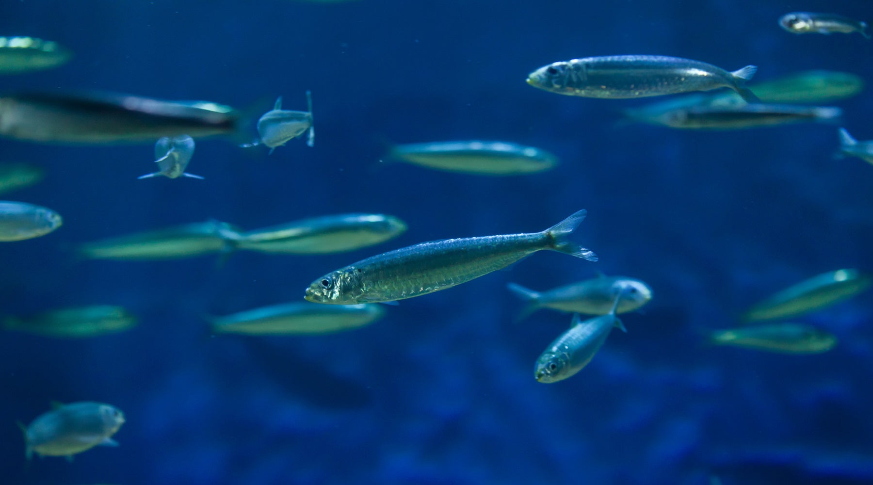 Sardines Atlantic underwater