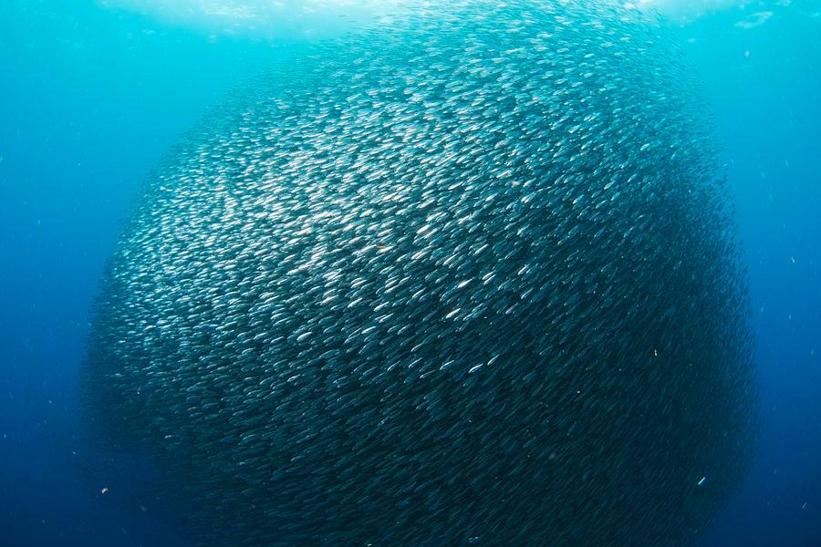 Sardinių spiečius Atlanto vandenyne