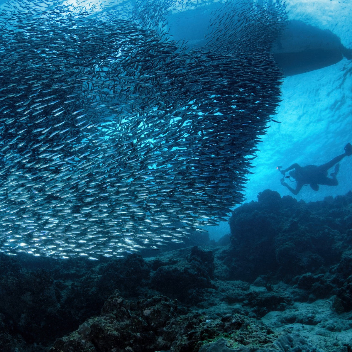 A large school of sardines swirls above a rocky seabed as a diver swims nearby